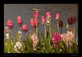 Keukenhof Hollandia 068